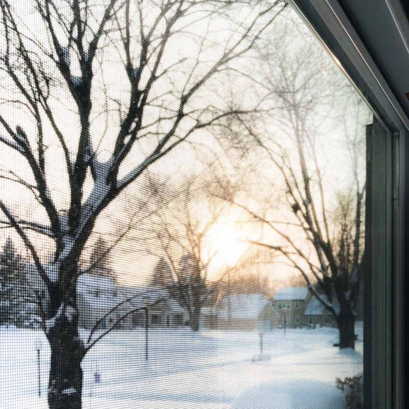 Trees outside in the snow, bare of any leaves.