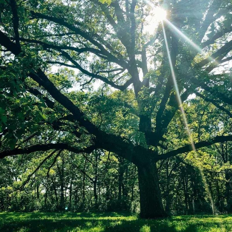 A green tree in the sunshine.